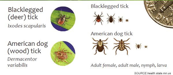 ticks-id
